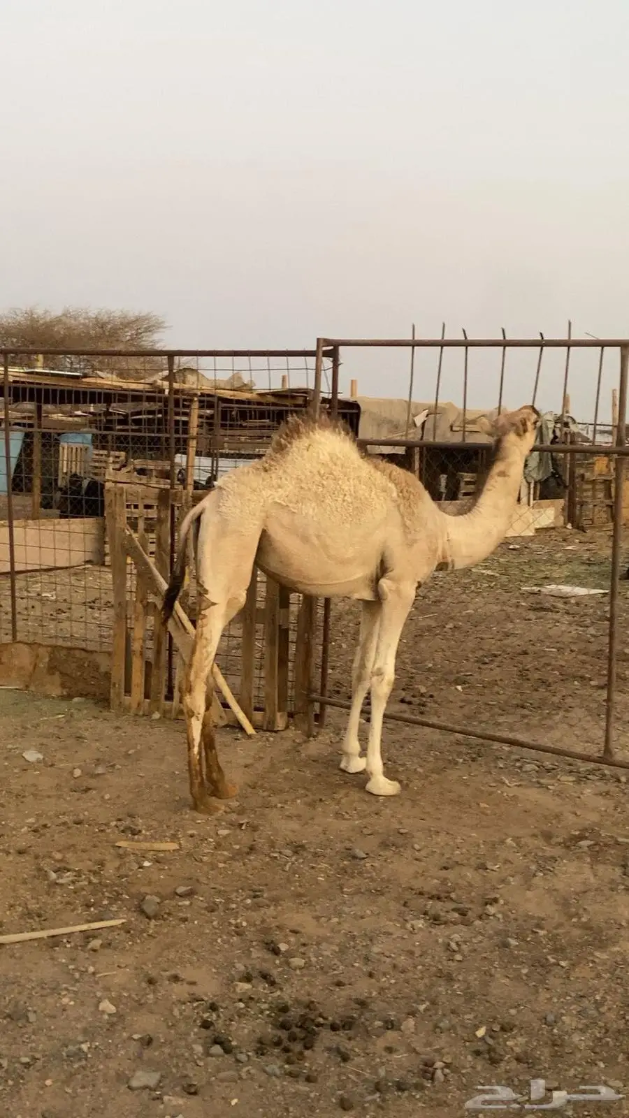 قعود على الحليب ما شاء الله عمره سبع شهور 2