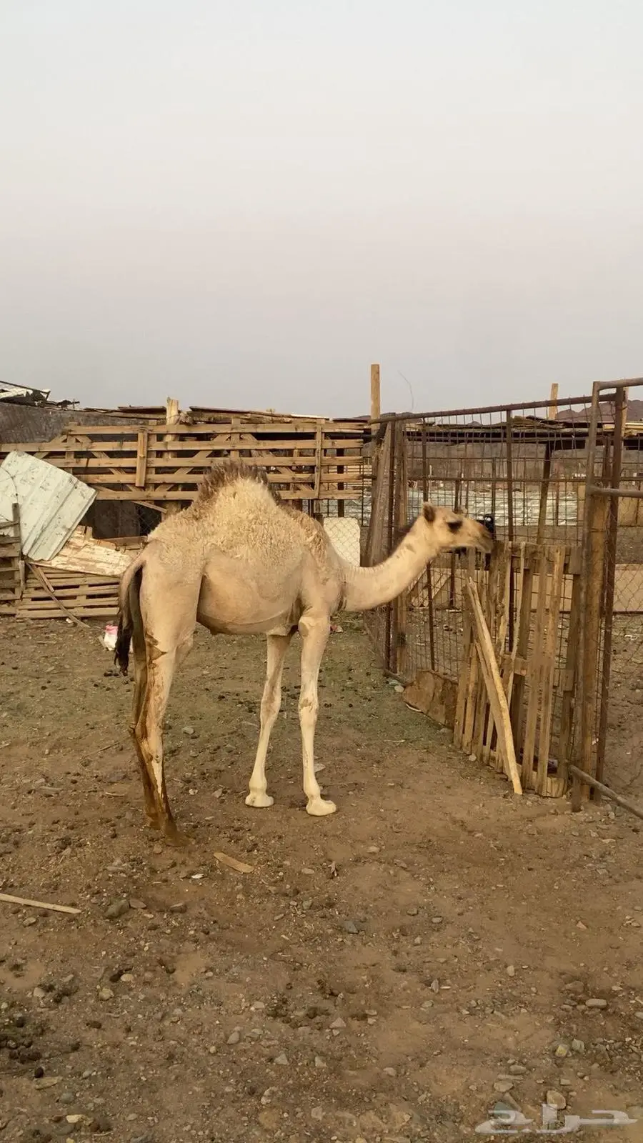 قعود على الحليب ما شاء الله عمره سبع شهور 1