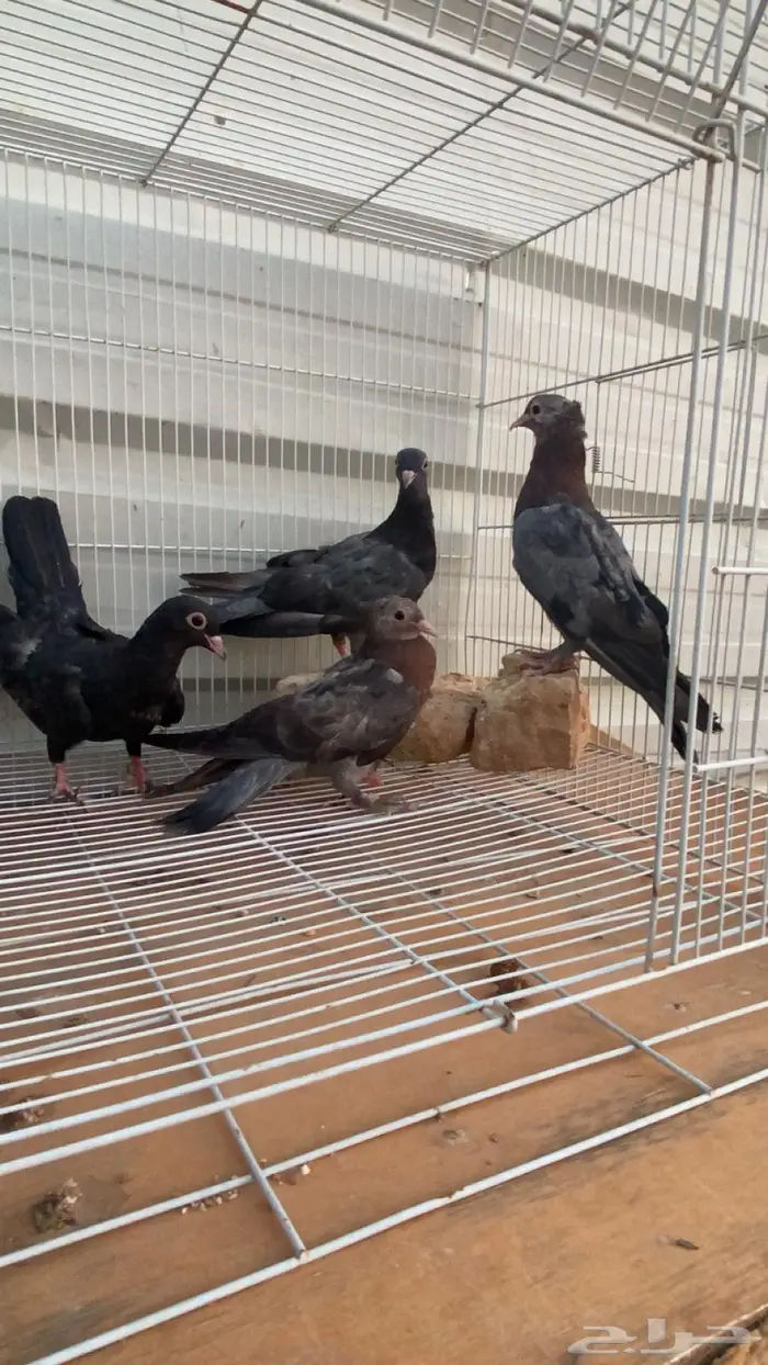 طبتين صنعاوي. جرم صغير الخرج 5
