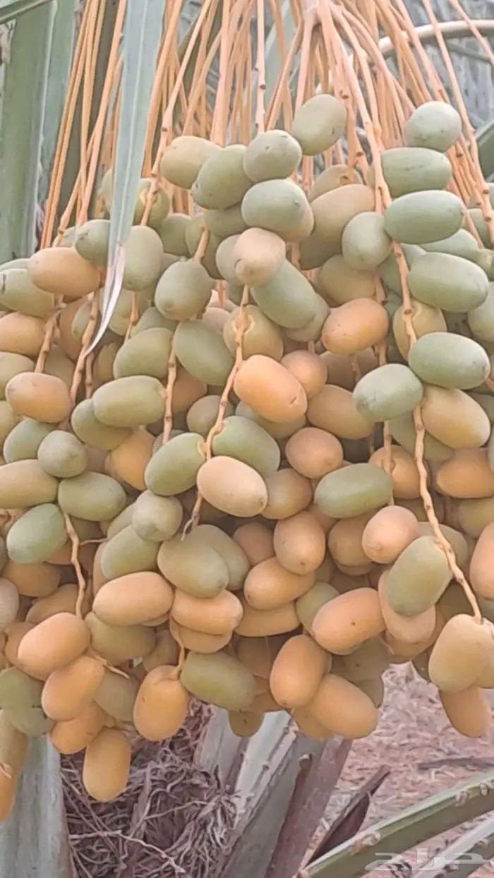 تمور للبيع صقعي فاخر وشيشي أخضر وخلاص ومجدول وهلالي 4