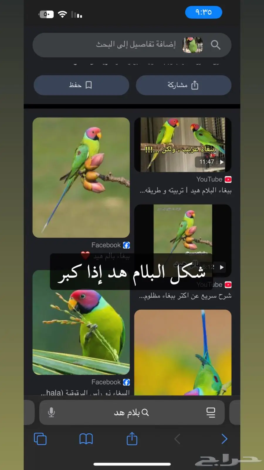بلام هد لمحبين النوادر 1