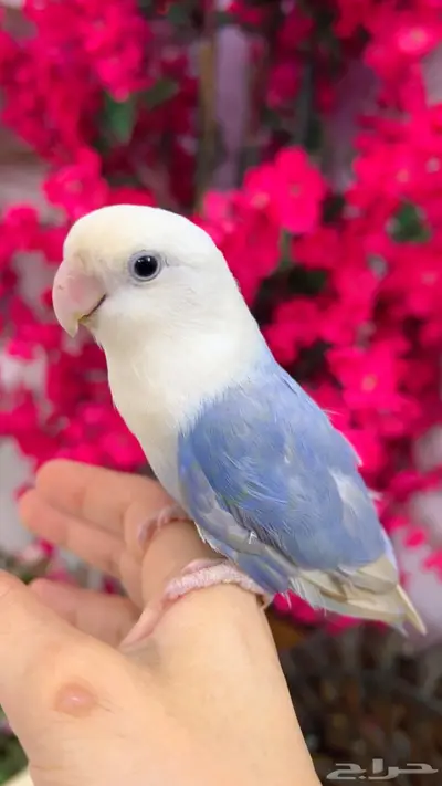 روز اليف 3