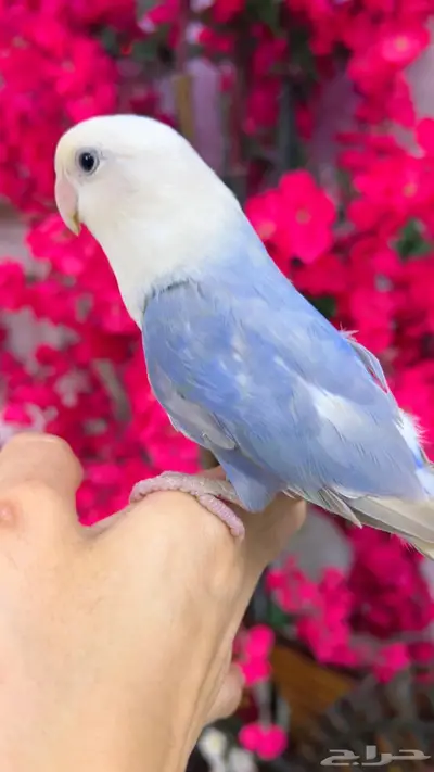 روز اليف 2