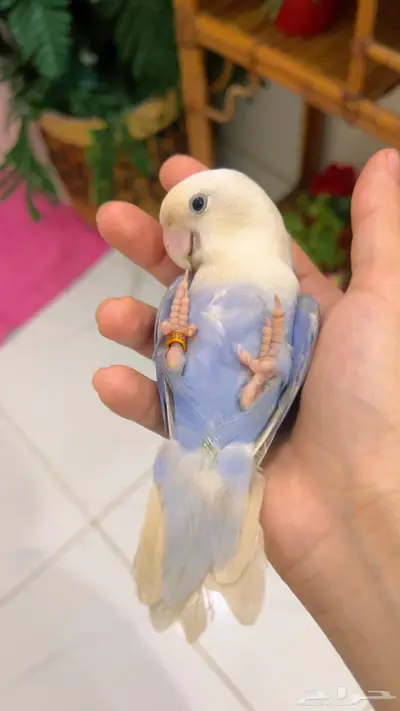 روز اليف 0