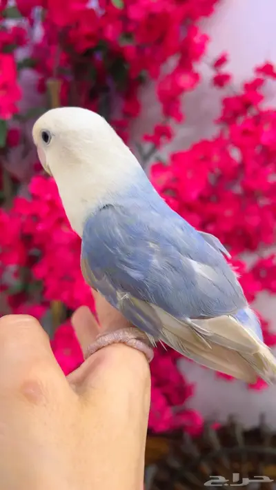 روز اليف 5