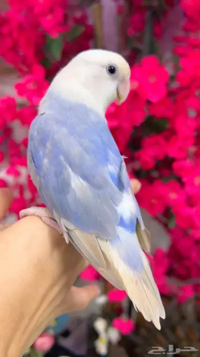 روز اليف 1
