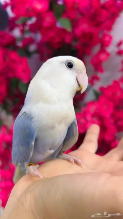 روز اليف 4