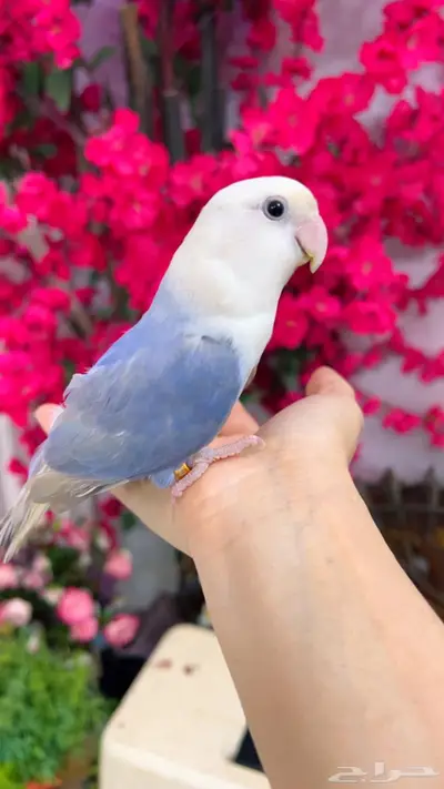 روز اليف 8