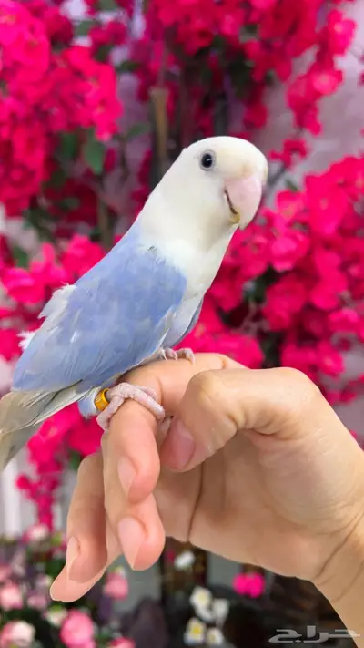 روز اليف 7