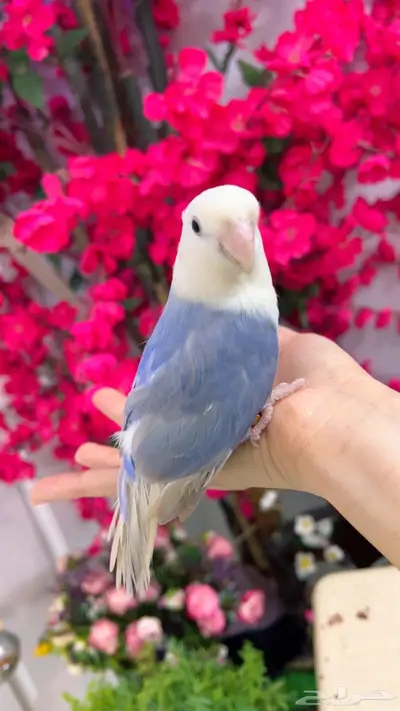 روز اليف 9