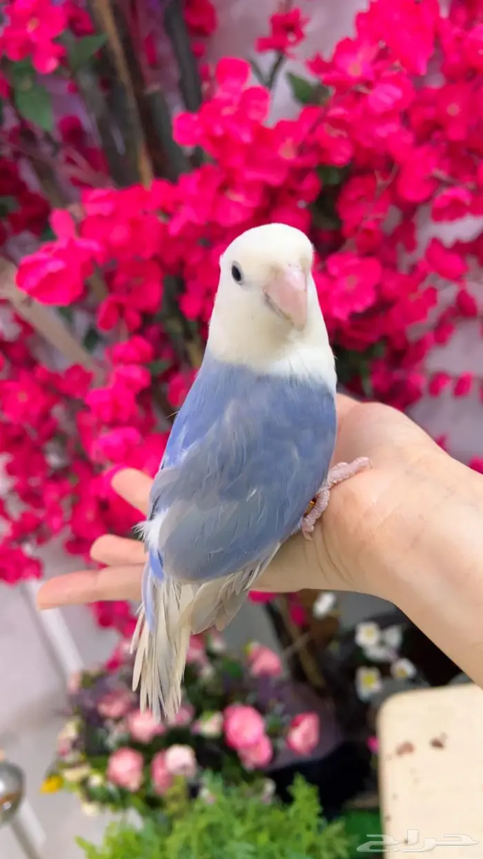روز اليف 9