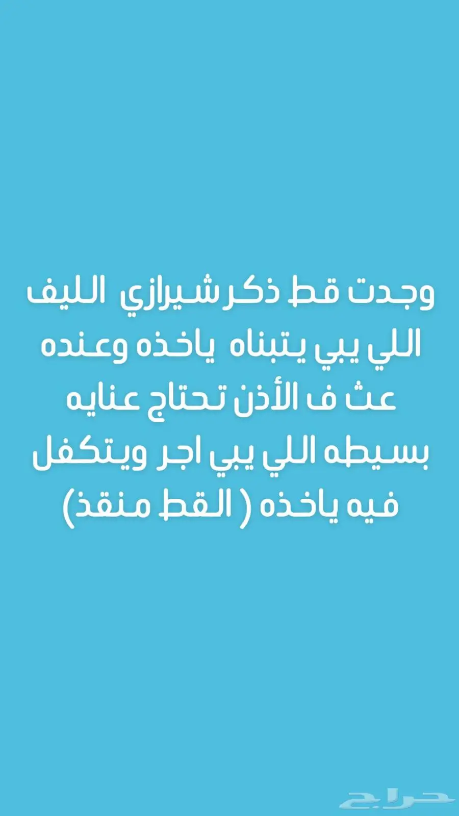 قط شيرازي تبني 0