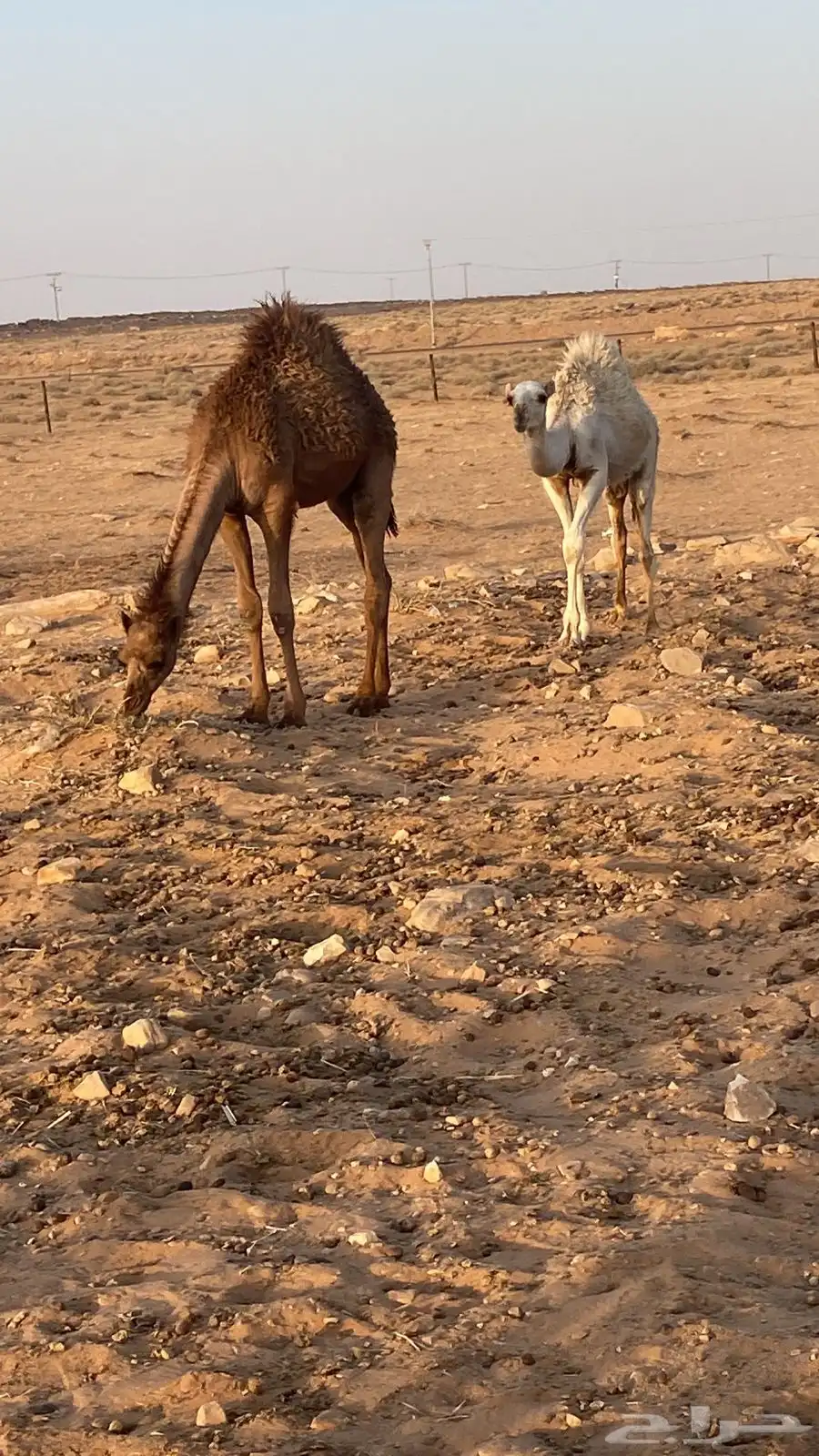 نياق 0