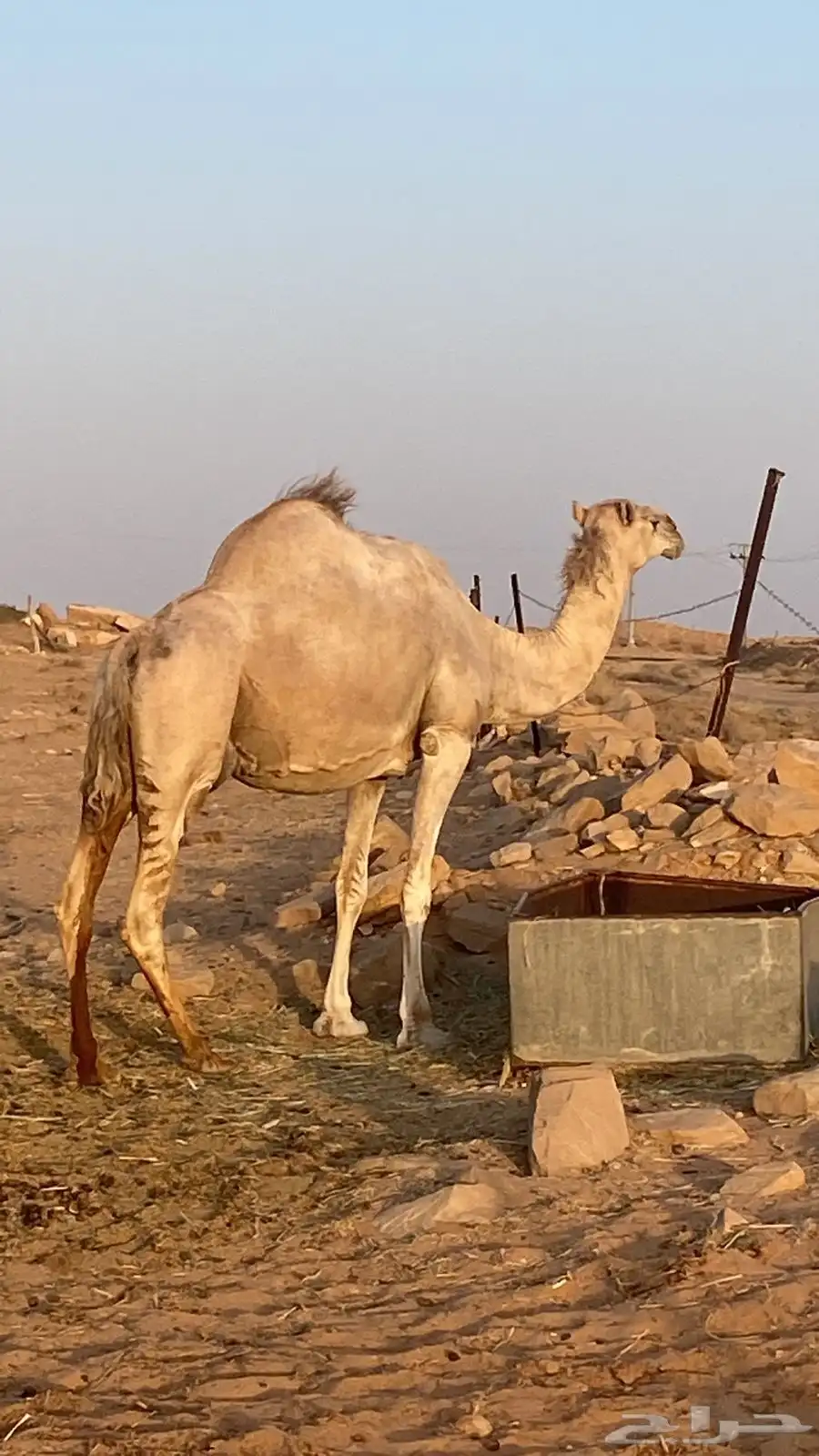 نياق 3