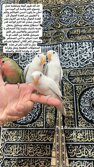 طيور روز أليفة لطيفين ولاعبين واللي يبغى زين يلحق عليه 0