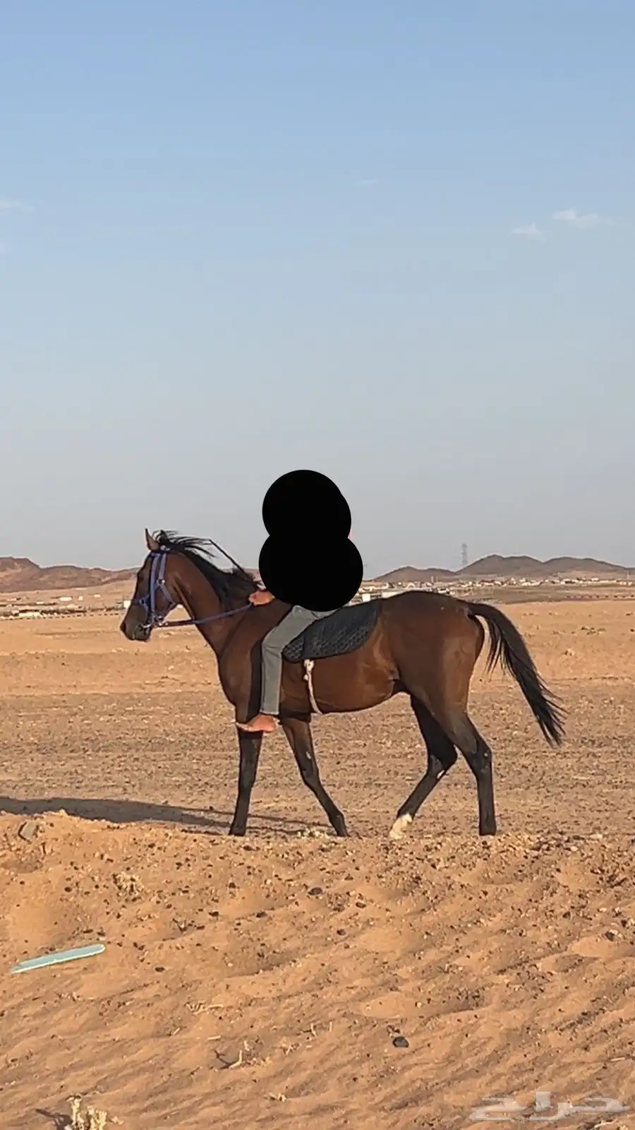 حصان للبيع 1