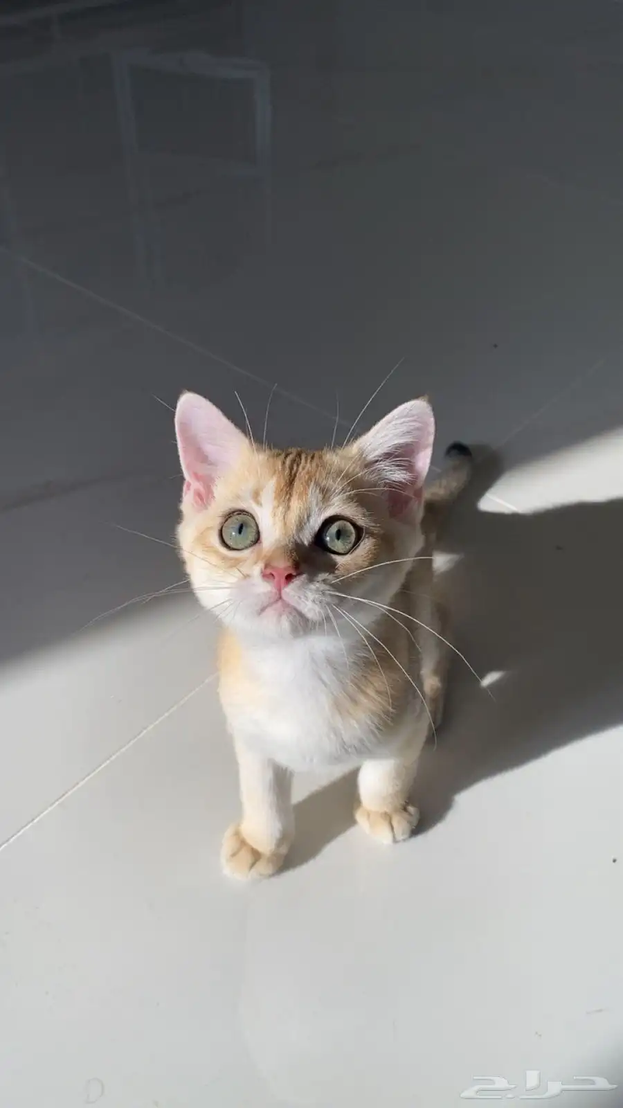 قطط سكوتش فولد وستريت 5