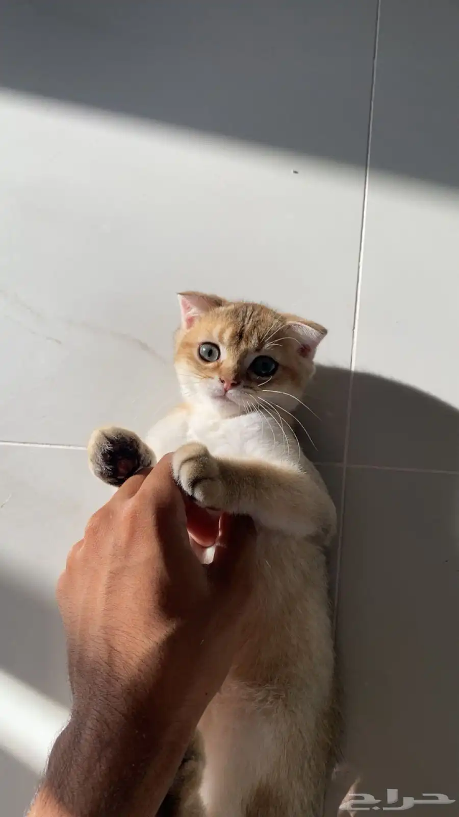 قطط سكوتش فولد وستريت 6