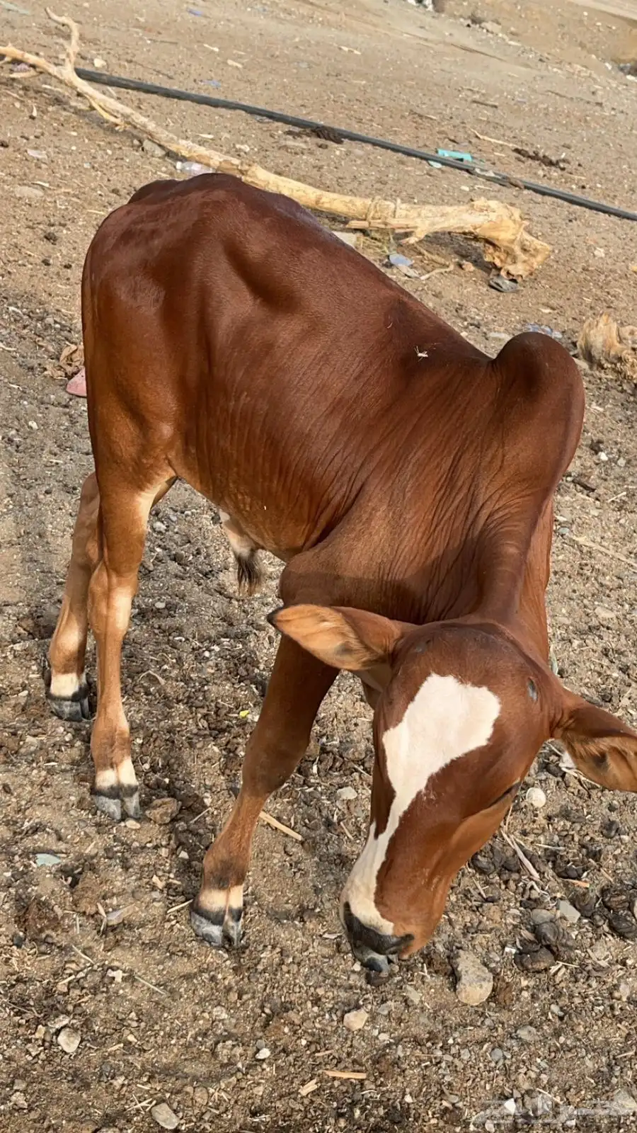 عجل لباني 1