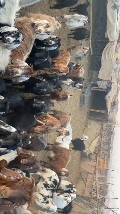 معزاء للبيع 0