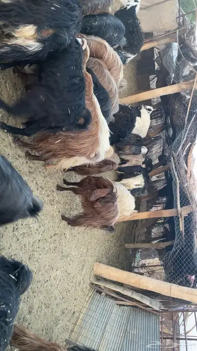 معزاء للبيع 7