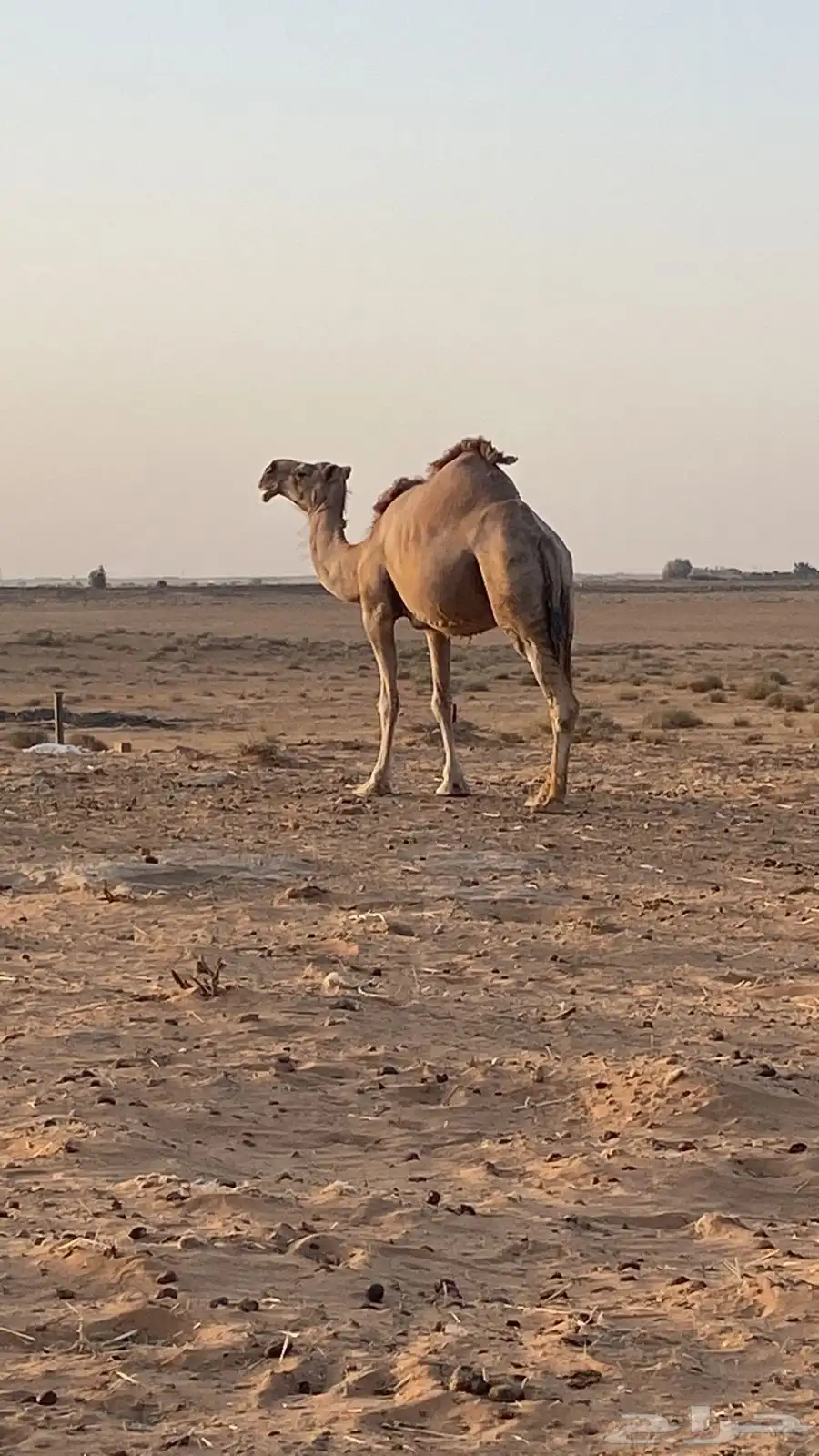نياق 4