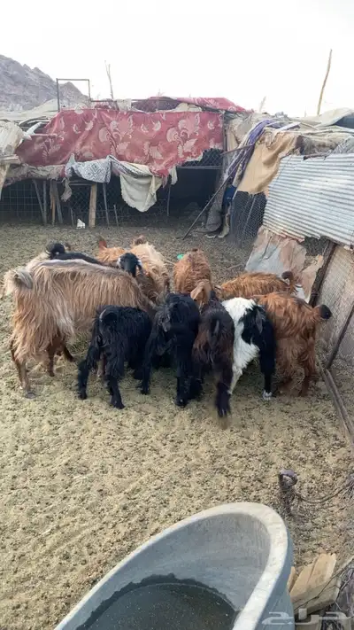 معزاء للبيع 6