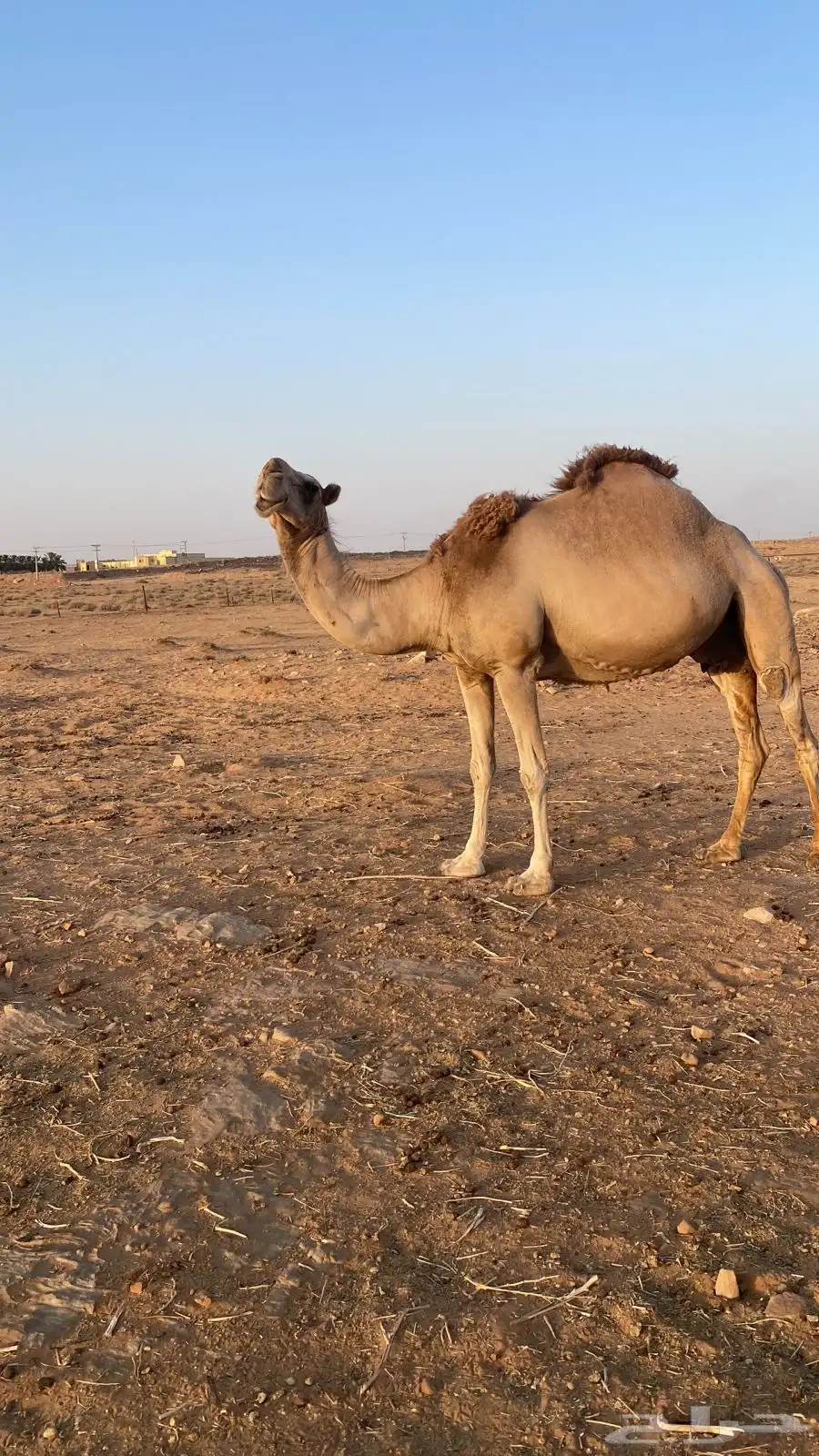 نياق 2