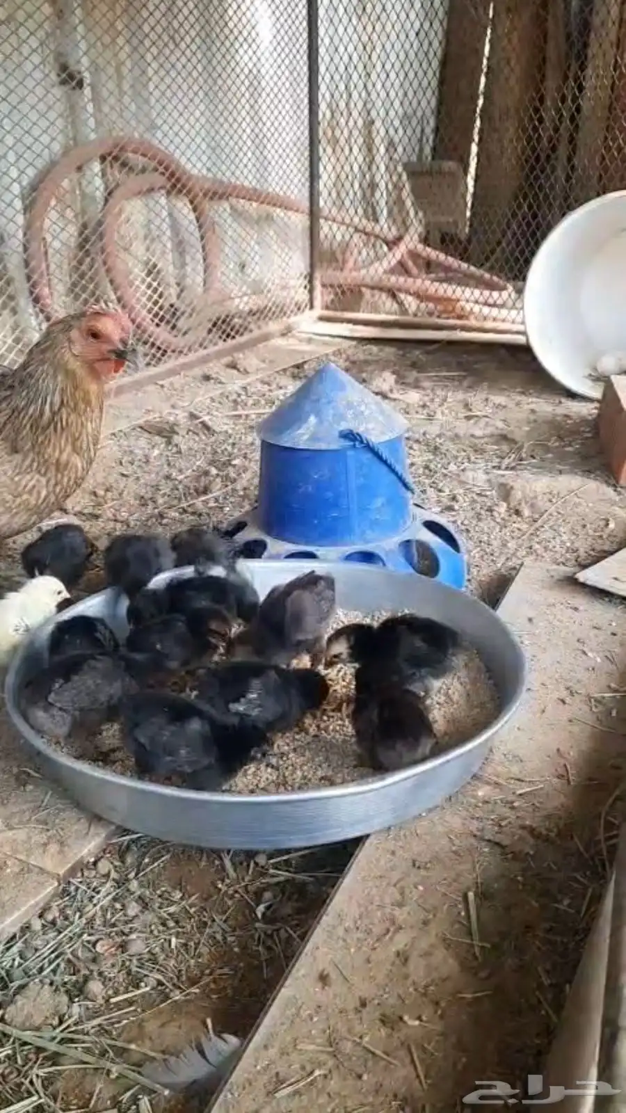 دجاج كفو بلدي معها 19 فرخ سودا و اثنين بيضاء 3