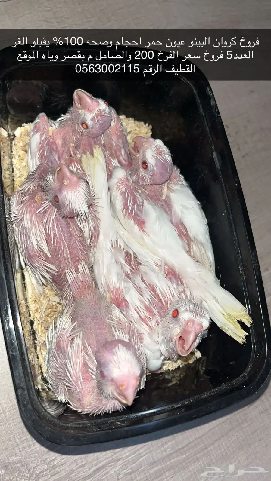 كراون البينو عيون حمر 0