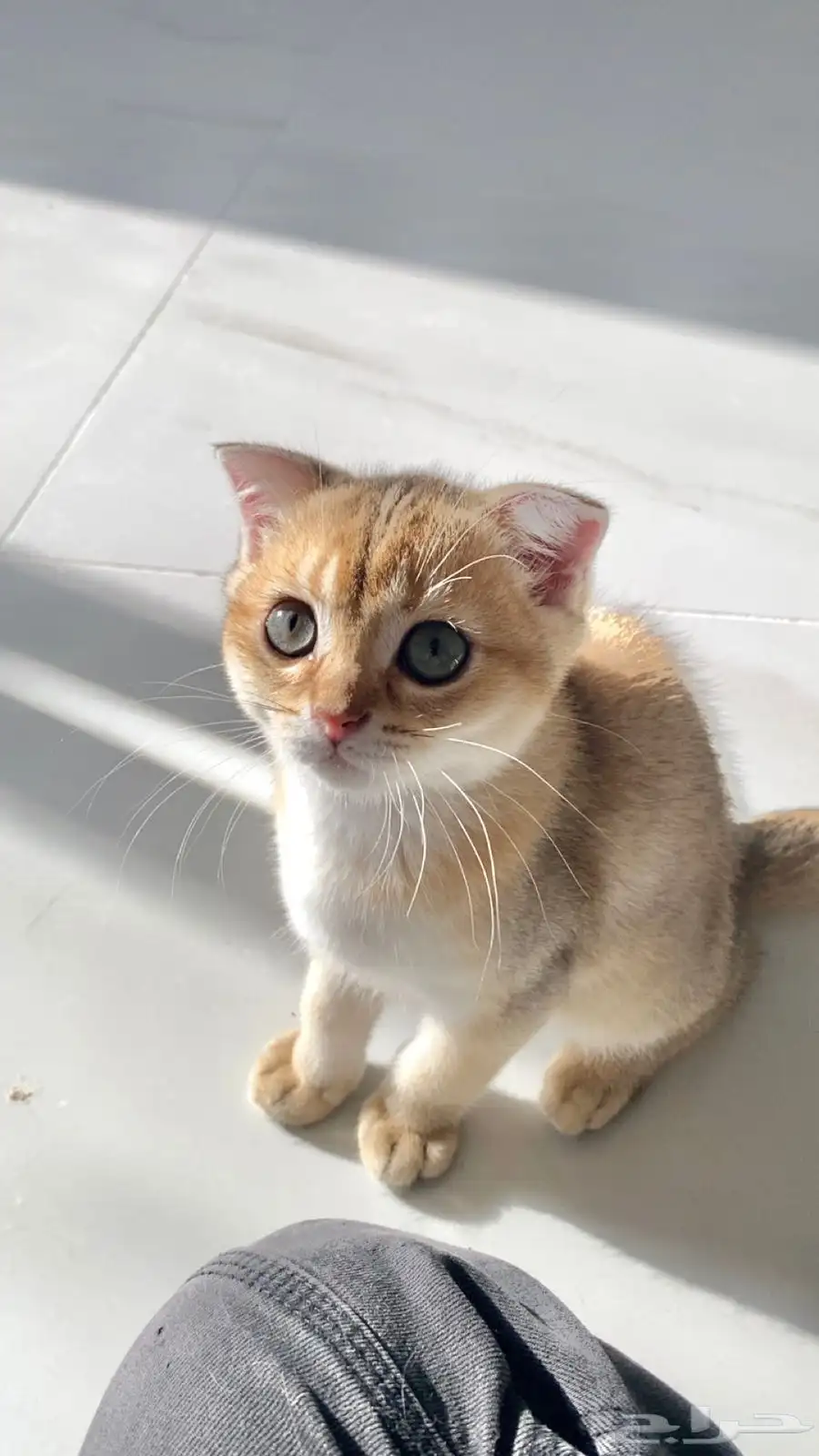 قطط سكوتش فولد وستريت 2