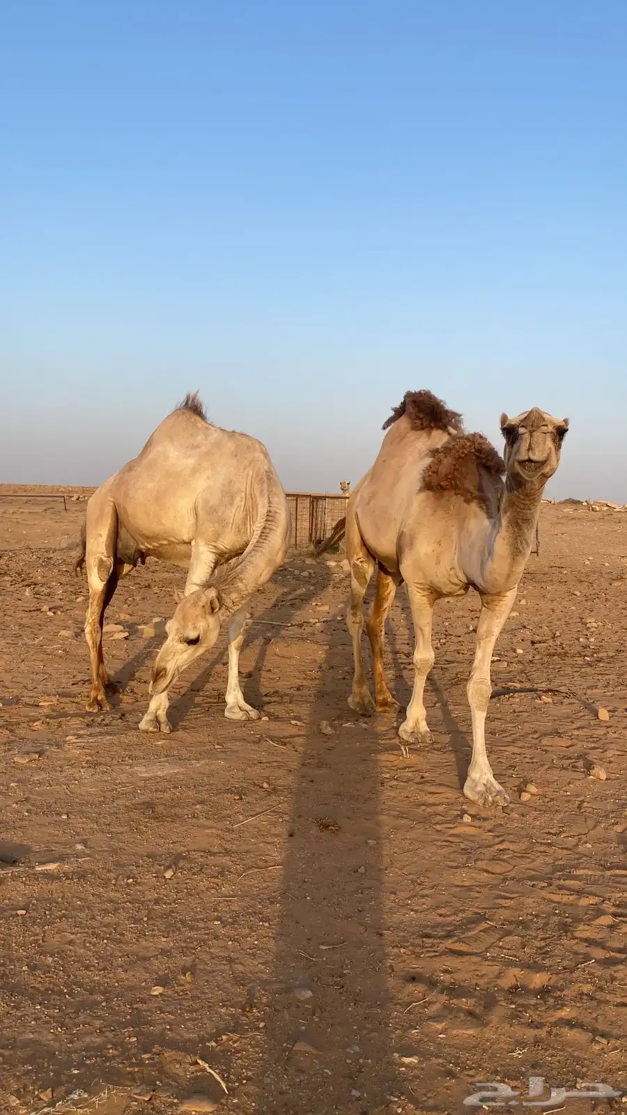نياق 1