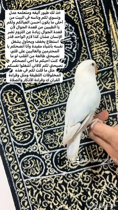 طيور روز أليفة لطيفين ولاعبين واللي يبغى زين يلحق عليه 1