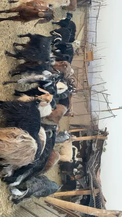 معزاء للبيع 1