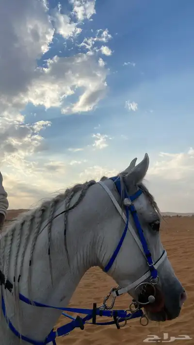 حصان شعبي للبيع طرب 0