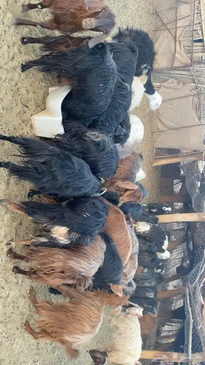 معزاء للبيع 4