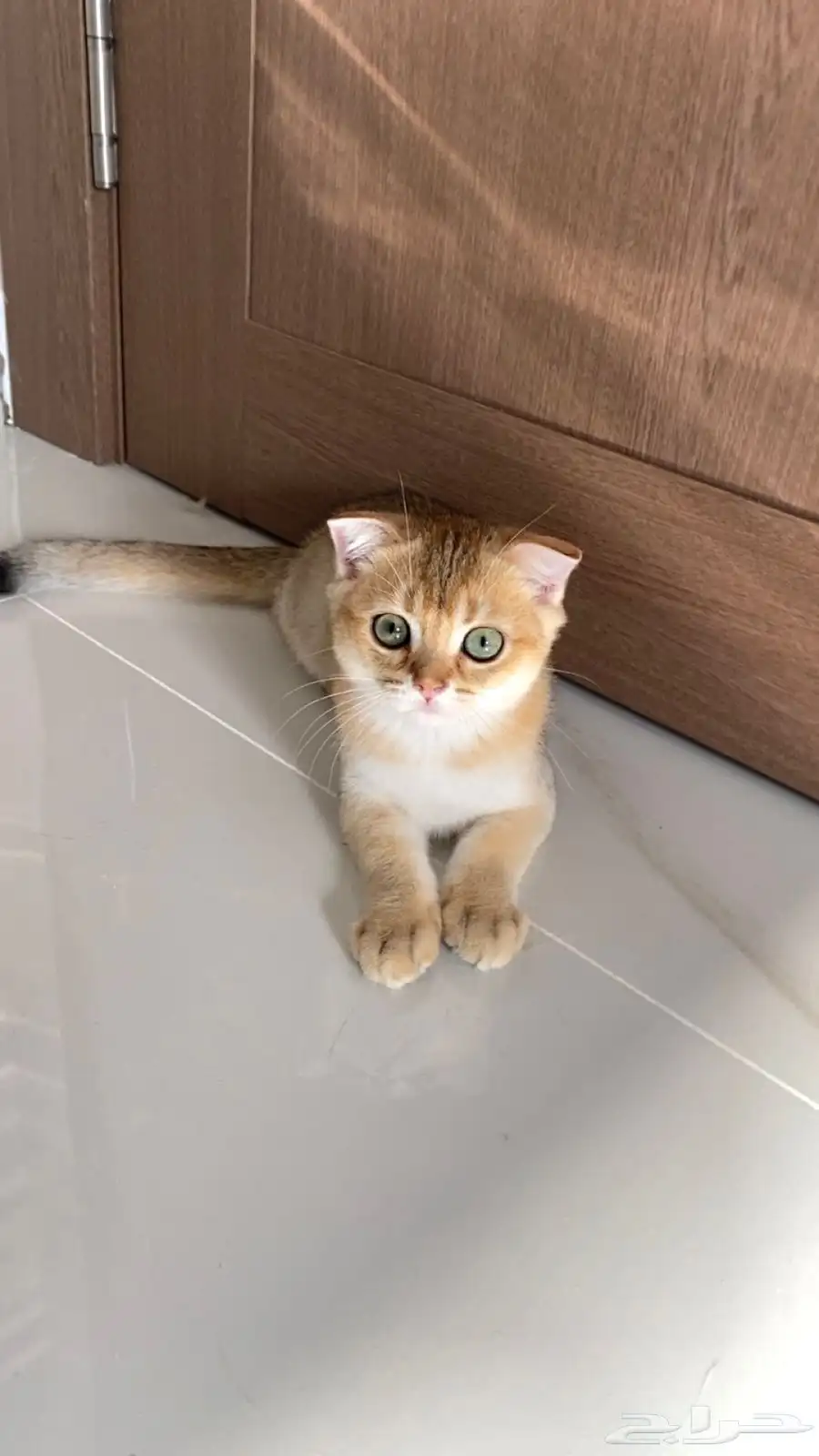 قطط سكوتش فولد وستريت 4