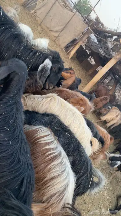 معزاء للبيع 9