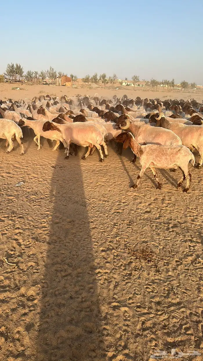 غنم نعيم 3
