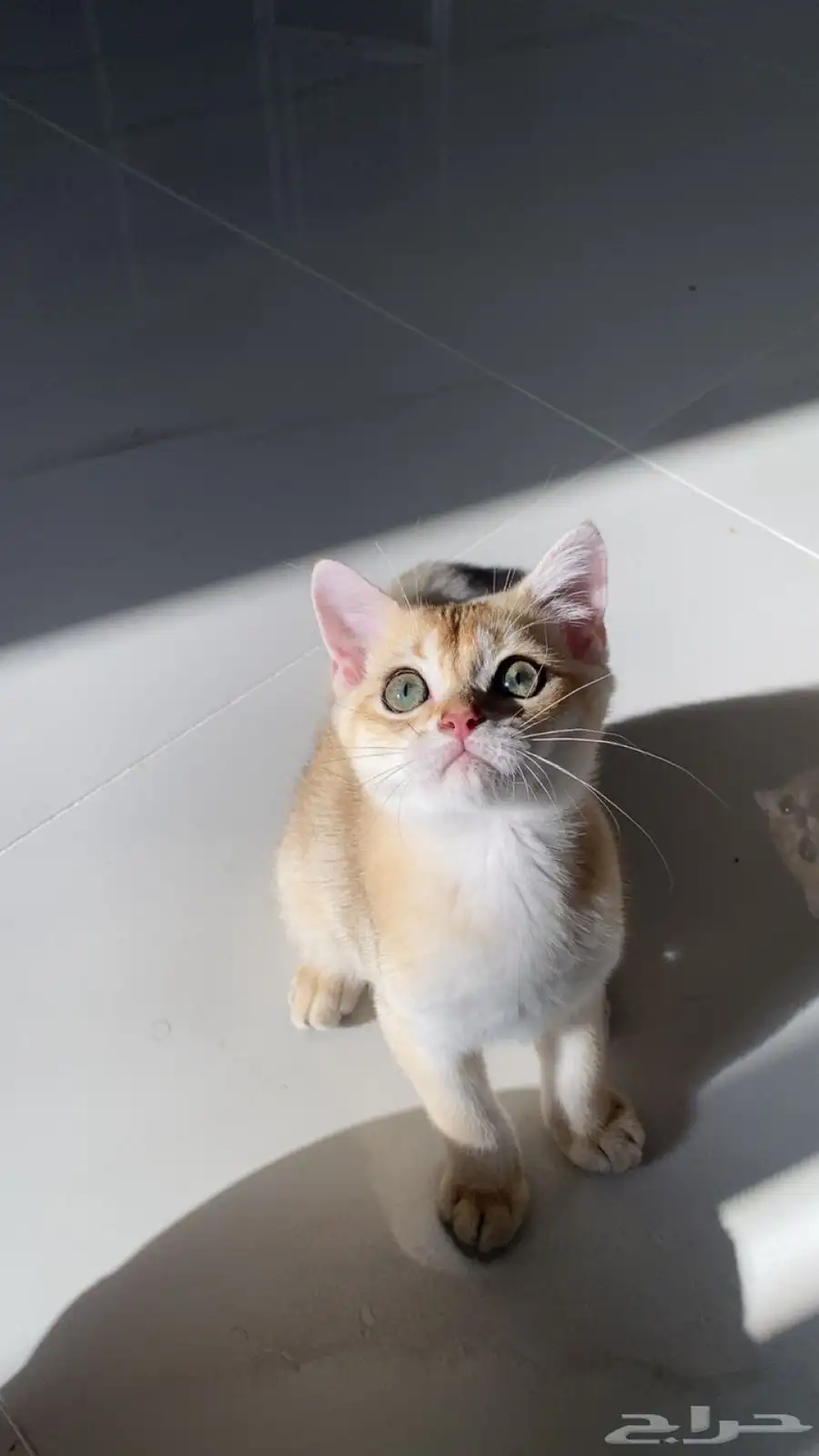 قطط سكوتش فولد وستريت 3