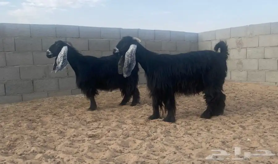 معزا عوارض صنف لهوات الصنف 17