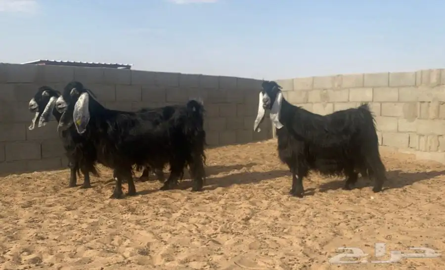معزا عوارض صنف لهوات الصنف 18