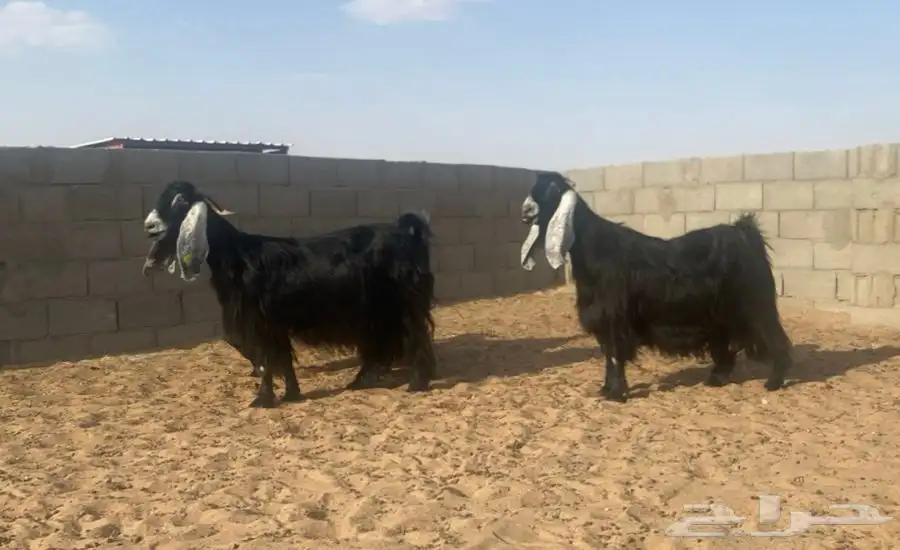 معزا عوارض صنف لهوات الصنف 19