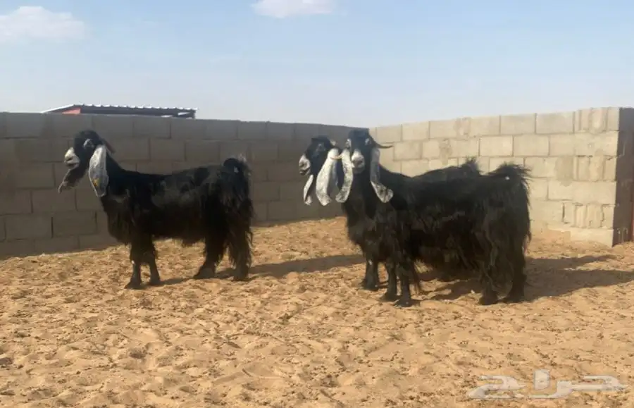 معزا عوارض صنف لهوات الصنف 32