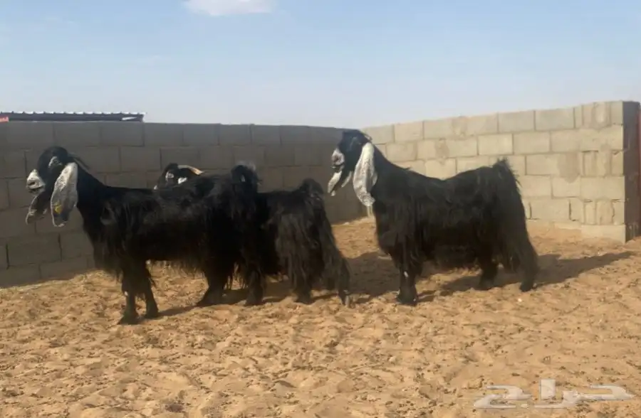 معزا عوارض صنف لهوات الصنف 20