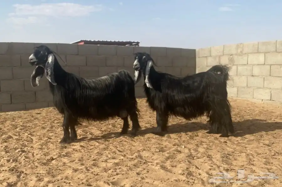 معزا عوارض صنف لهوات الصنف 24