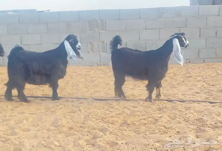معزا عوارض صنف لهوات الصنف 16