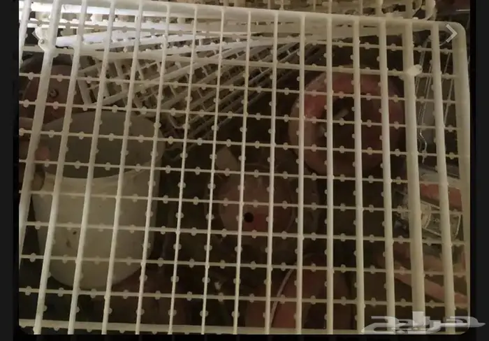 أطباق فقاسة سمان 0