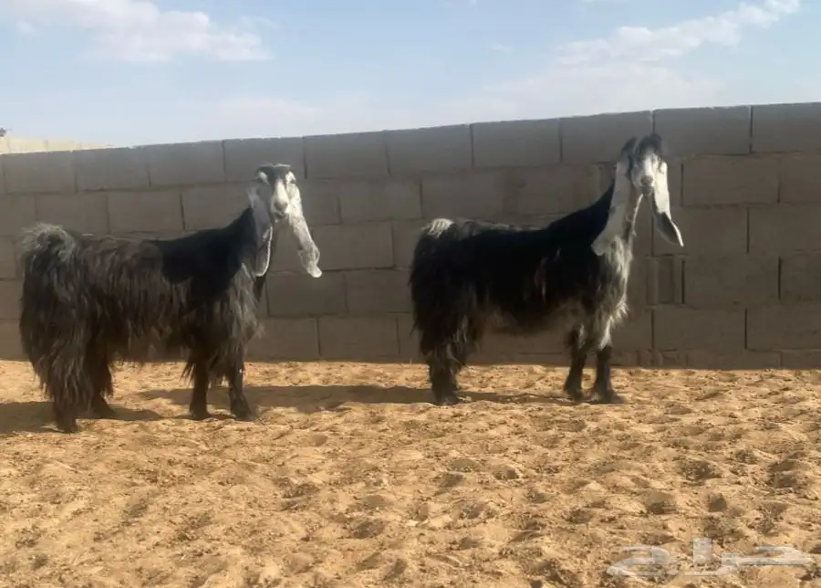 معزا عوارض صنف لهوات الصنف 29