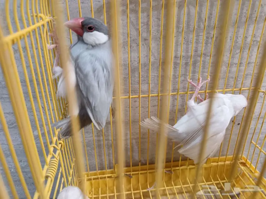 جاوا للبيع 2